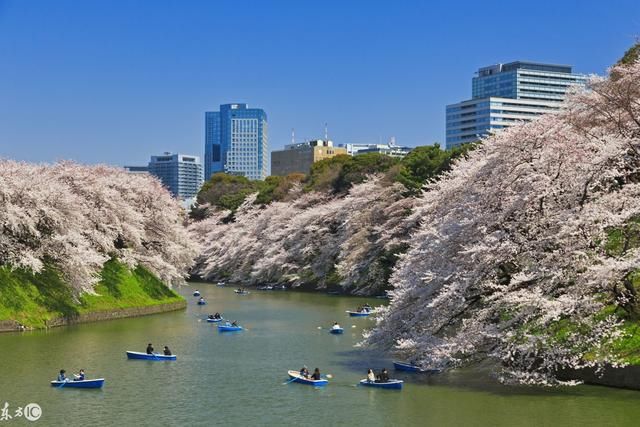 2018日本樱花开放时间表新鲜出炉!盘点最佳十大赏樱地!