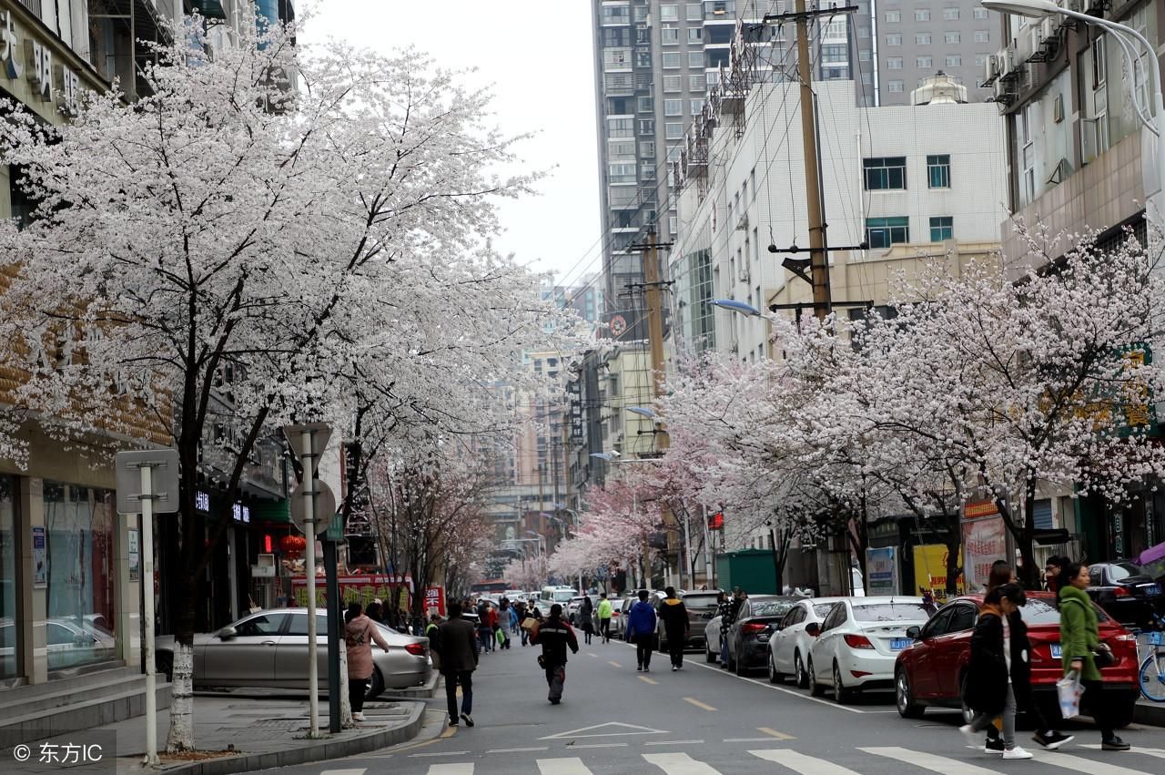 湖南:常德闹市一条街,早春三月赏樱花,流连忘返"樱花一条街"