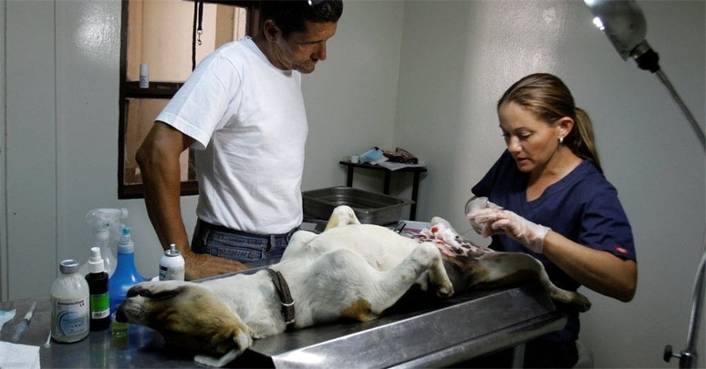 图为一名兽医在对狗狗进行阉割手术.