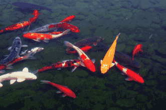 2018年快到了,送大家100条金鱼,祝大家金