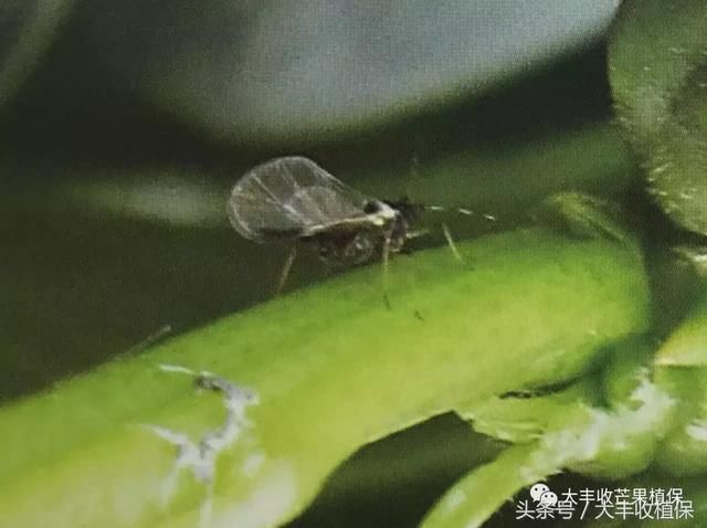 盛夏蚜虫数量少,秋末可见两性蚜,交配产卵; 橘二叉蚜有翅蚜 蚜虫的