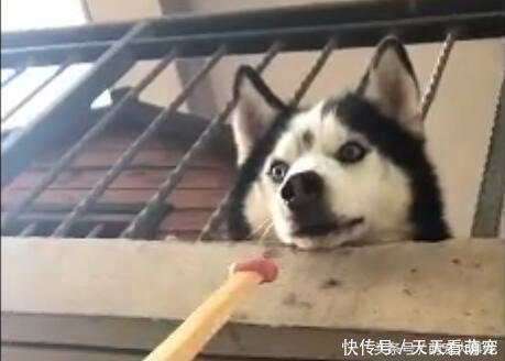 楼上哈士奇太闹腾,邻居偷偷把二哈喂成哈士猪,再也跳不动了