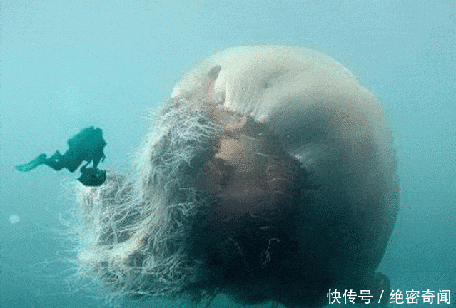 令人害怕的这些怪兽 却真实存在于地球上