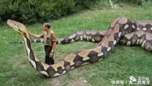 世界上最长的蛇:泰坦巨蟒超乎你想象