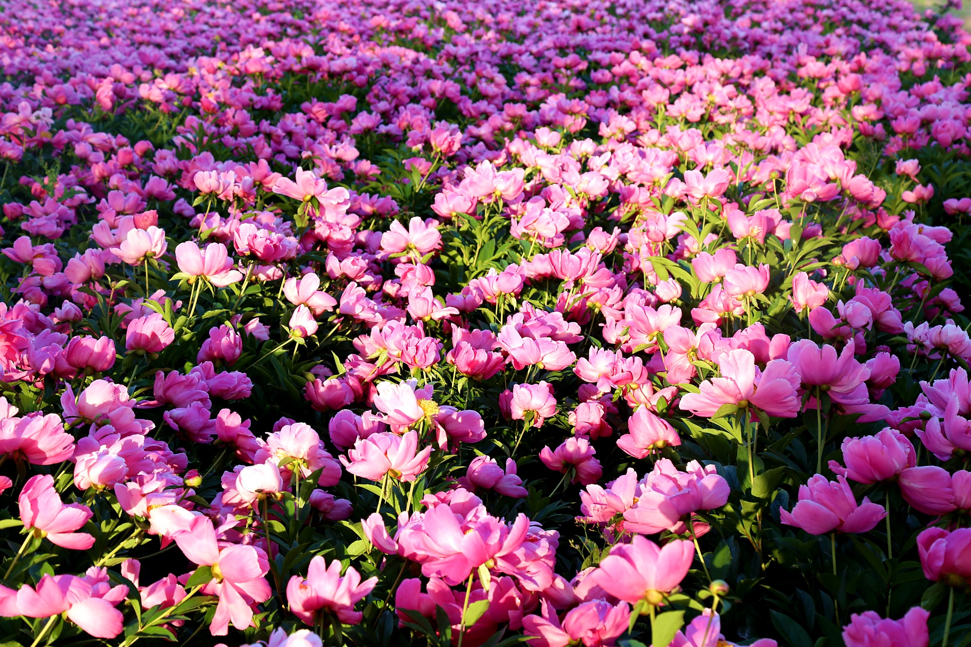 【美丽岚山】免费的"芍药花海"!花满枝头等你来