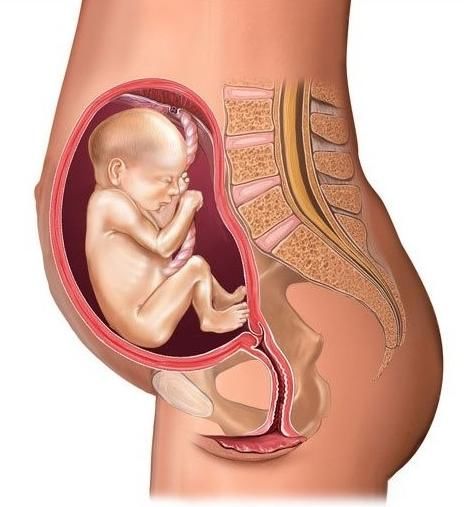 详细记录胎儿在妈妈肚子里十个月的变化,从胚胎到宝宝
