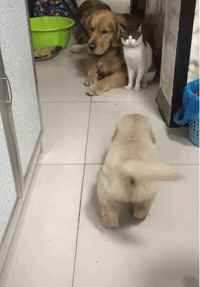 壁纸 动物 狗 狗狗 391_560 竖版 竖屏 手机 gif 动态图 动图