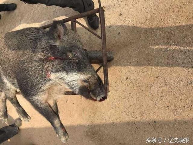 查看后确认野猪已经死亡,子弹击中野猪头颈等部位