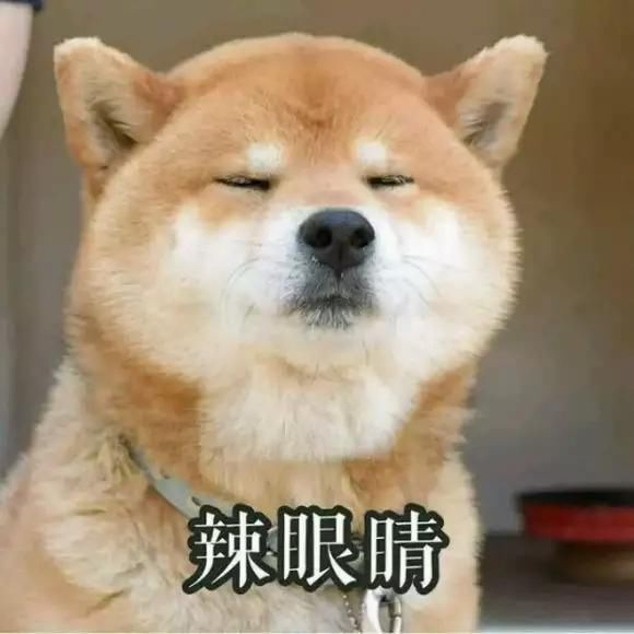 柴犬的表情包 喜欢的点进来看看
