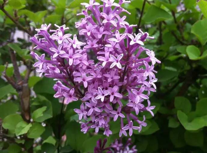 怪兽-丁香花-花语与故事的居民写丁香花的古诗文图片