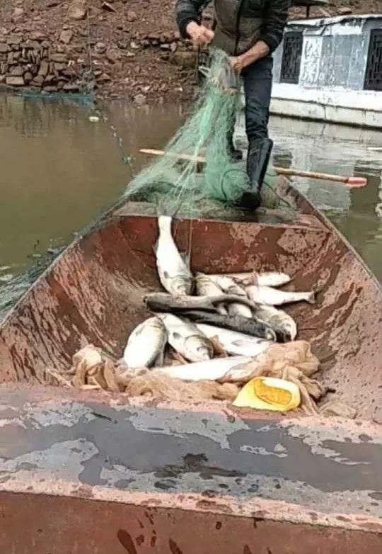 村民讲,确实,管枪鱼食量惊人,每年可以吃掉大量其他鱼种,鱼塘里有