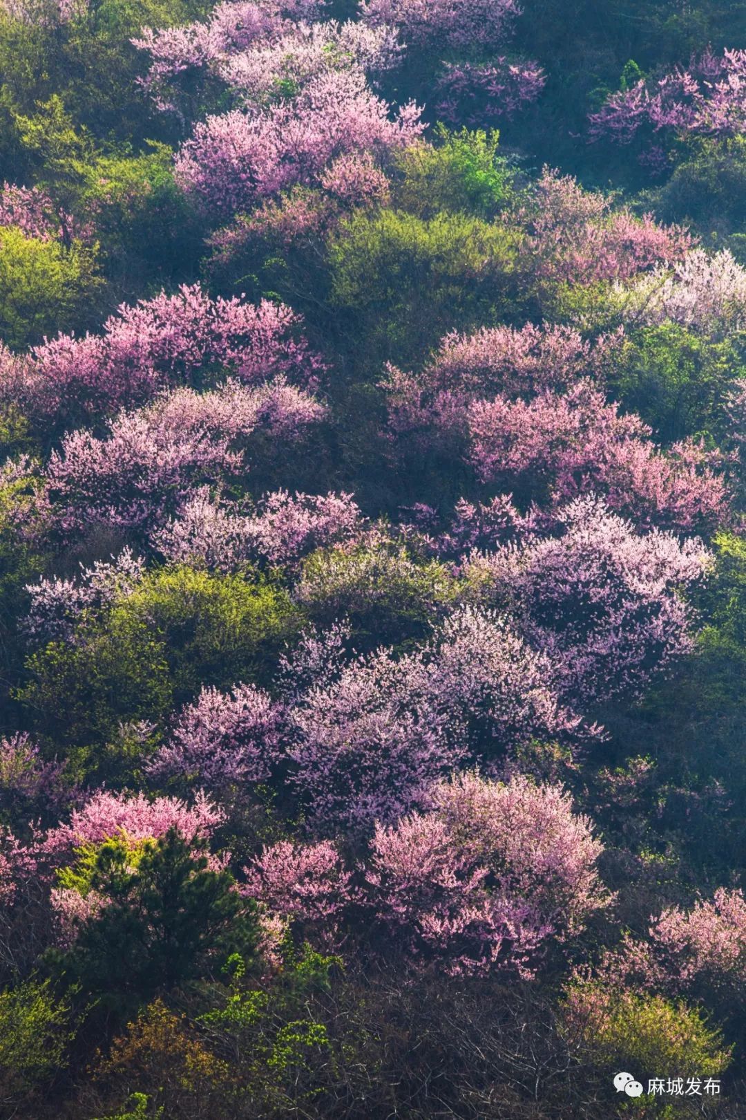 惊艳!漫山野桃花怒放麻城大屋湾