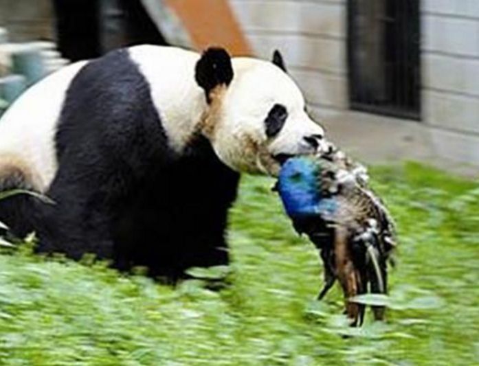 如果大熊猫伤人了,熊猫会被处理掉吗?听听专家怎么说