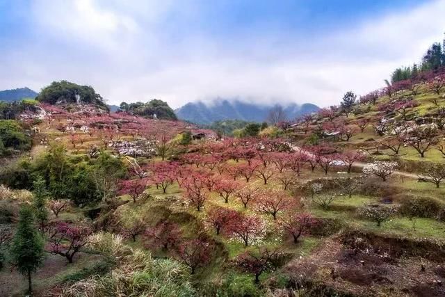 广东省连平,桃花盛开,漫山遍野一片绯红