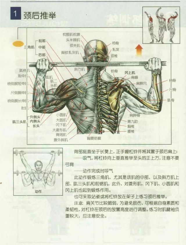 肌肉健美训练图解-臂部,肩部训练(三)