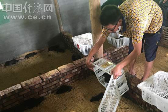 养殖户将黑豚鼠放到养殖场地.光泽县委宣传部供图.
