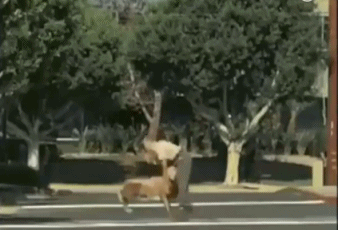 搞笑gif段子:在美国,过马路除了小心车,还要小心突如其来的羊