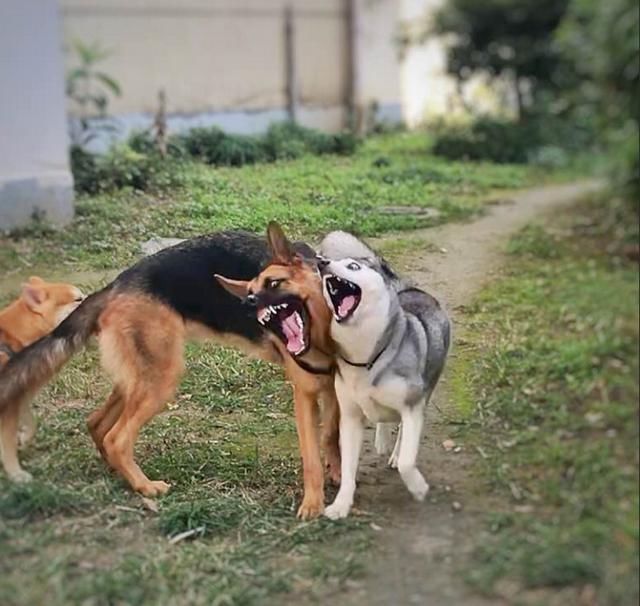二哈:哈,兄弟!好久不见,想念哥哥不 德牧:哈哥,我想你,想你!嘿嘿嘿.