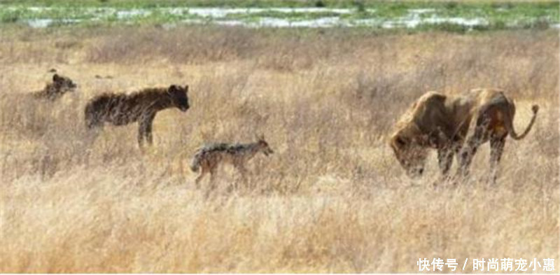 胡狼想跟鬣狗一起围攻狮子,但下一秒被吓破胆,狮子太霸气了
