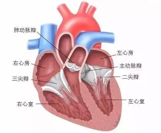 那么心脏里面的瓣膜(主动脉瓣,二尖瓣,肺动脉瓣,三尖瓣)就像房间与