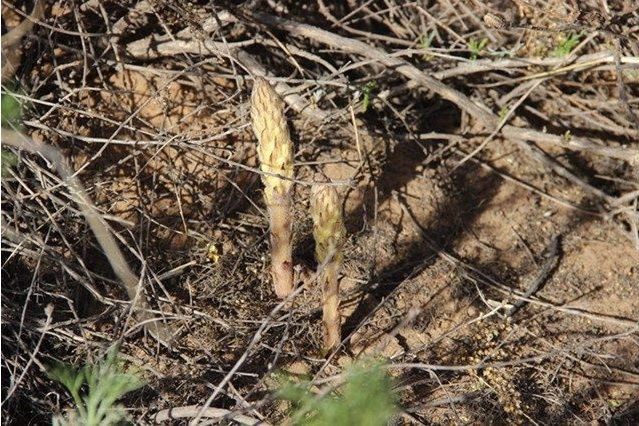 孕妇梦到大黄蛇，寓意与解析