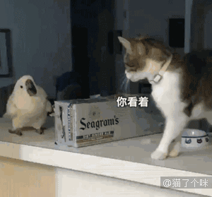 喵星人gif图 : 一只被猫震惊了的鹦鹉,我的天,这么厉害的吗