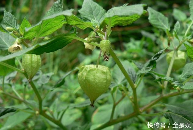 牙痛不是病,痛起来要人命!农村内最常见的野果,口含一