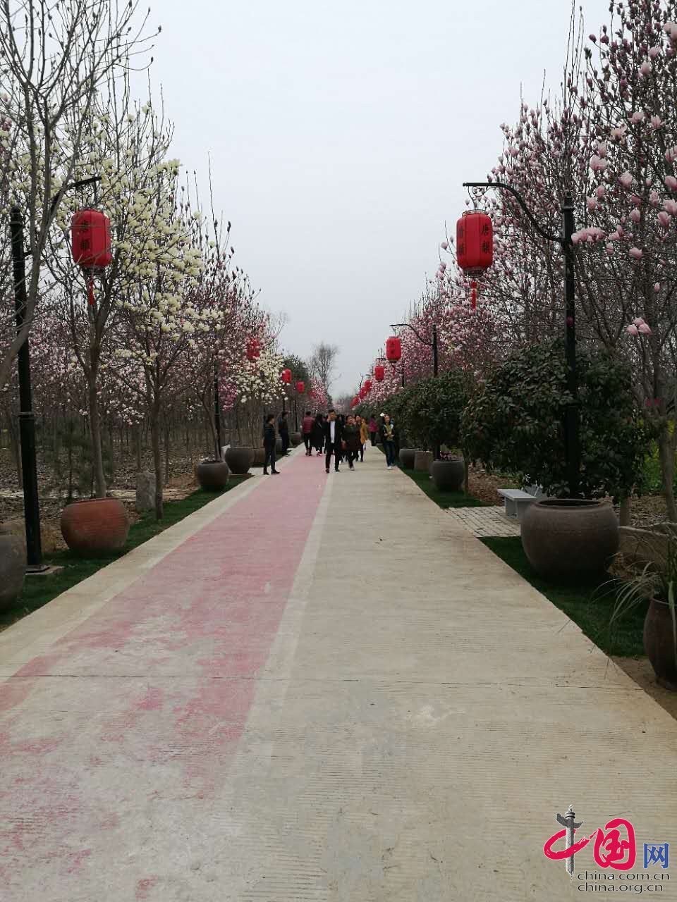 3月19日,鄢陵花溪大道繁花争春,游人如潮,唐韵樱花节今日盛大开园