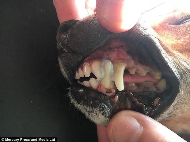 误食包装薄膜,导致狗狗牙齿完全被黏住无法张嘴