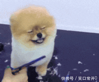 壁纸 动物 狗 狗狗 330_273 gif 动态图 动图