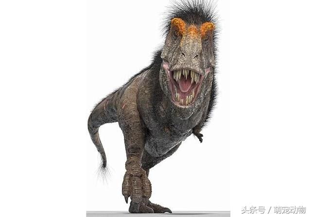 真正的霸王龙长毛的?小短手卖萌,不会咆哮的霸王毛龙