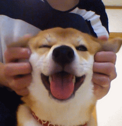 壁纸 动物 狗 狗狗 250_258 gif 动态图 动图