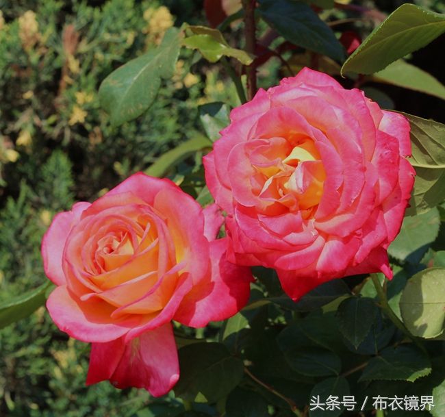 赏花彩云 月季花