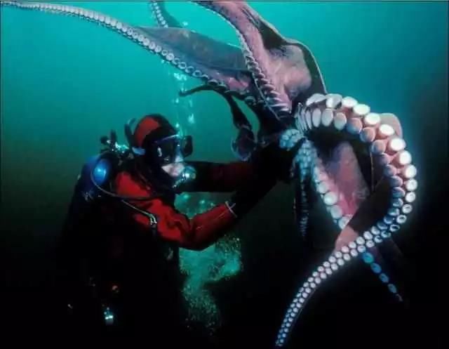 深海恐惧症:十大深海巨型生物,大海有多吓人,亲临其境的恐惧!