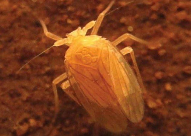 盘点十大不为人知的地下生物