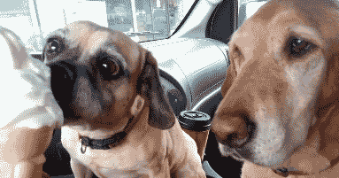 壁纸 动物 狗 狗狗 383_201 gif 动态图 动图