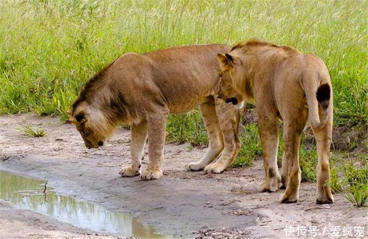 梦境交织,探索梦见很多蛇和两头狮子的深层寓意与心理解析 梦境交织,探索梦见很多蛇和两头狮子的深层寓意与心理解析