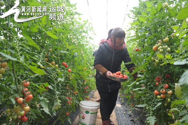 樱桃,蔬菜等大棚,一年四季有新鲜蔬菜和水果吸引城乡居民前来观光采摘