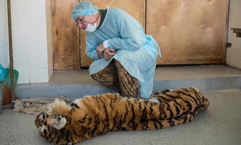 东北虎为逃脱猎人圈套自断爪子却不幸饿死