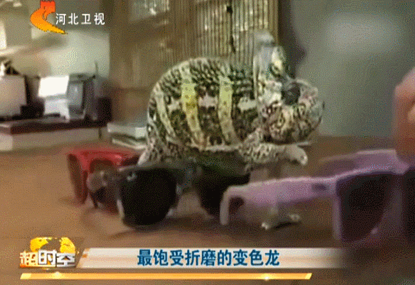 爆笑!遇到这样的主人 变色龙有苦难言