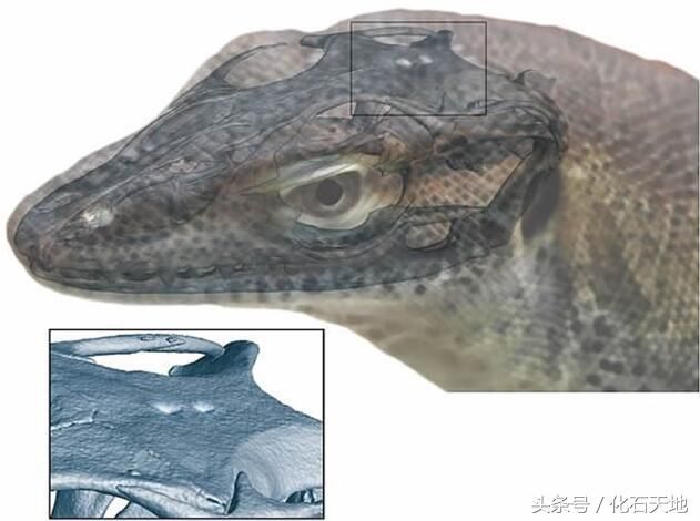5000万年前的古代蜥蜴共拥有4只眼睛,第三只眼检测光线的偏振