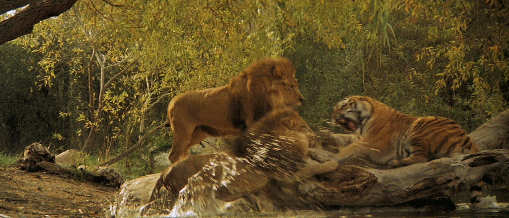 老虎和狮子谁才是猫科动物之王?