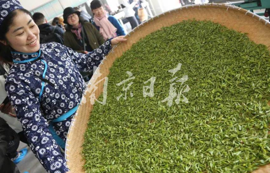 茶香缕缕!南京头锅钟山雨花茶开炒