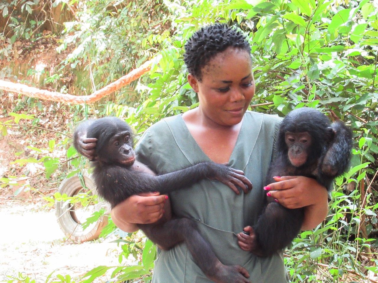 刚果的倭黑猩猩越来越少,受到了丛林肉类贸易和森林砍伐的威胁