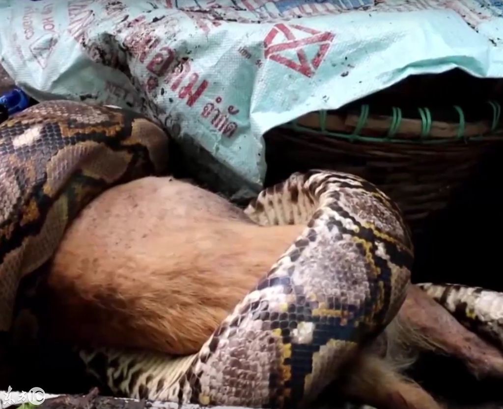 蟒蛇吃什么_梦见吃蟒蛇_蟒蛇吃鳄鱼