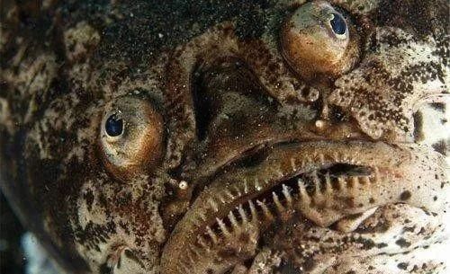 这条鱼丑哭了,却因此出名,深海中到底隐藏着什么神奇的生物?