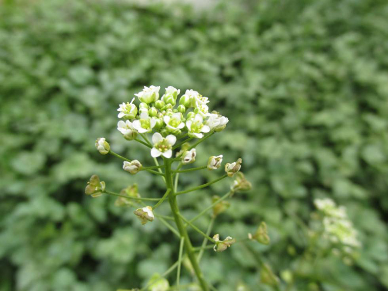 (注:地米菜学名荠菜)