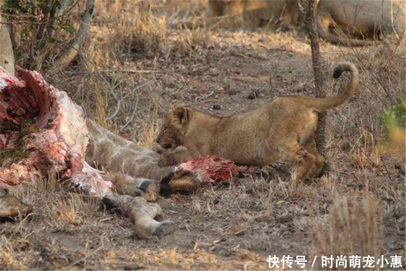 母狮正在吃肉,幼崽看到后屁颠屁颠凑过来一起吃,母狮眼神亮了