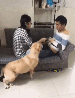 女主被男主欺负了向狗狗告状,狗狗立马叼来个棍子