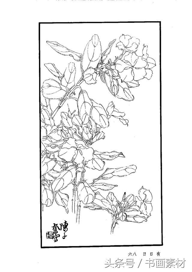 书画素材|国画篇之陈子奋白描花卉册各色花卉一百三十